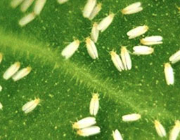 padan dinotefuran 10 pymetrozine 40 50 wdg insecticide for pests