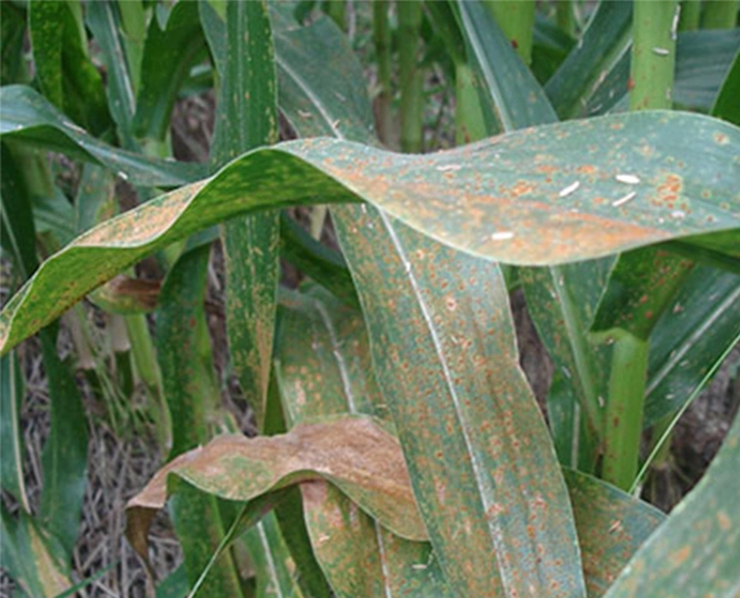 Fungicide for Rust