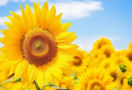 CALIBUR® for Sunflower and Orchid