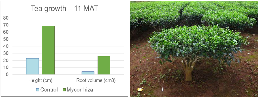 Arpha Gold® – Utilizing Beneficial Fungi for Sustainable Farming