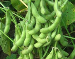 Soybean