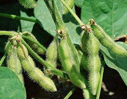 Soybean