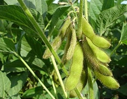 Soybean