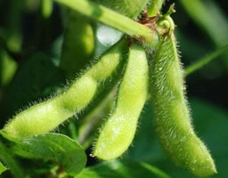 Soybean