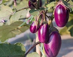 eggplant