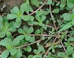 Purslane