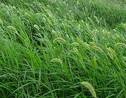 Bristlegrass