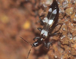 thrips