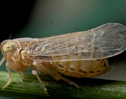 planthopper