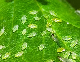 Aphid