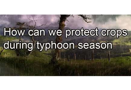 How Can We Protect Crops During Typhoon Season