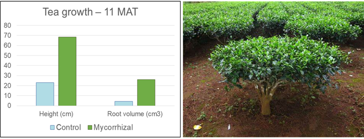 How-can-we-protect-crops-during-typhoon-season-08.jpg