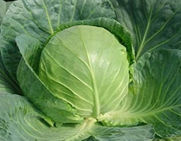 cabbage