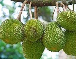 Durian