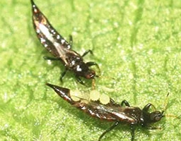 Thrips