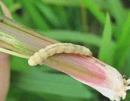 Rice stem borer