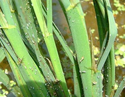 Rice planthoppers