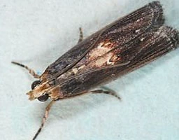 Pink spotted borer