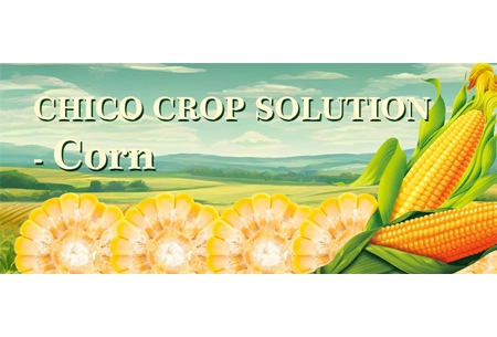 CHICO CROP SOLUTION - Corn