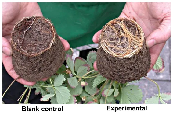 arphagold-enhance-root-health-tolerance-resistance-of-crops_07.png