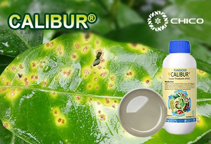 CALIBUR®: Unique organic copper fungicide with excellent efficacy and superior safety