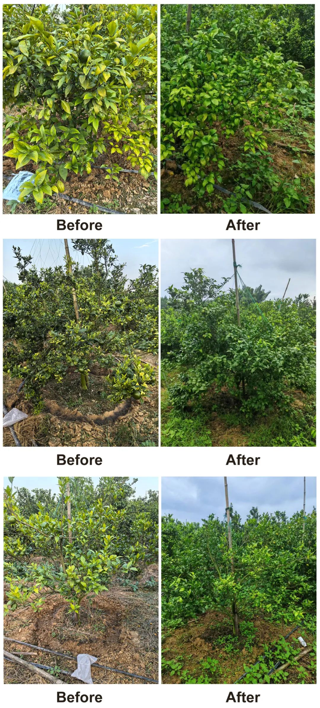 Global_Citrus_Industry_Faces_Disease_and_Climate_Challenges_09.jpg