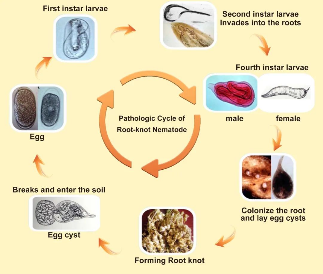 bio-cut-exclusive-biological-solution-for-nematode-control_04.jpg