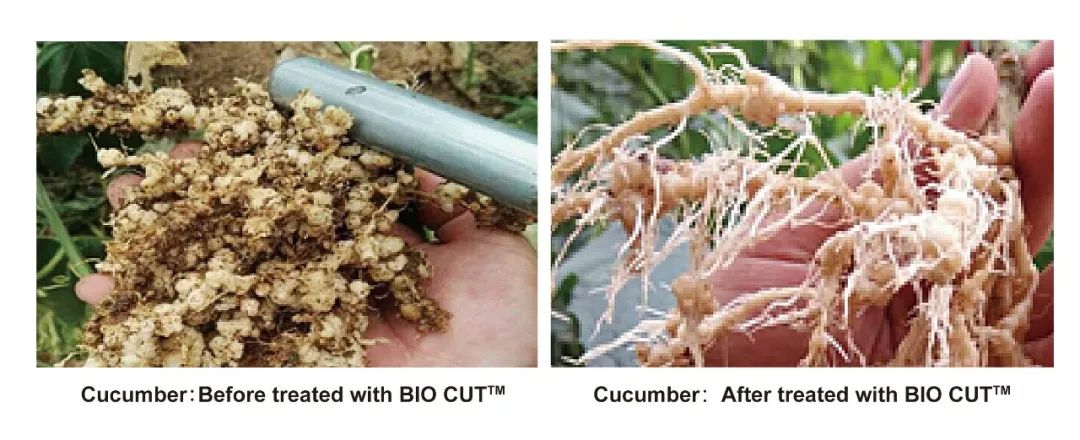 bio-cut-exclusive-biological-solution-for-nematode-control_07.jpg