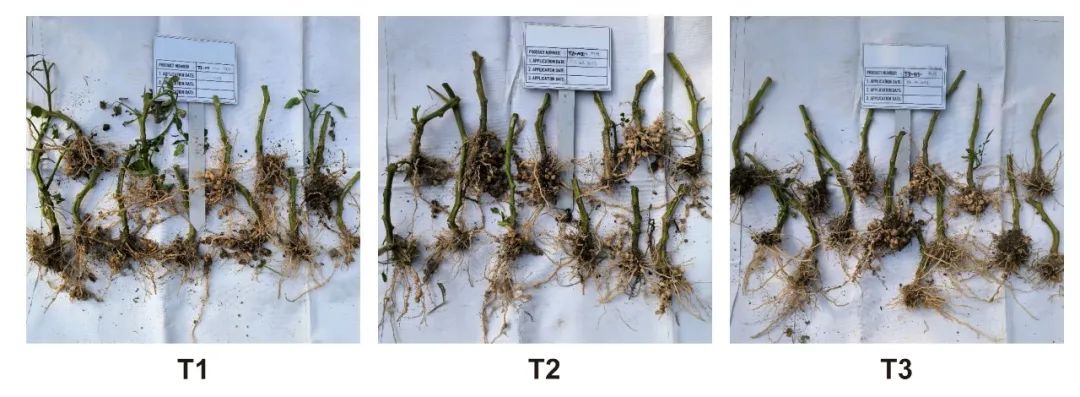 bio-cut-exclusive-biological-solution-for-nematode-control_09.jpg