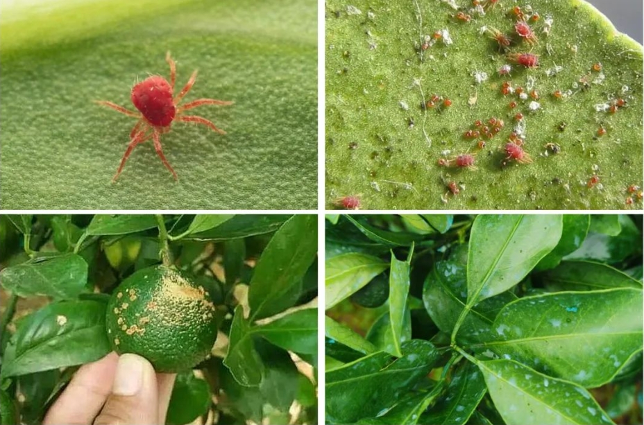 How_to_control_citrus_red_spider_mites_scientifically_01.jpg