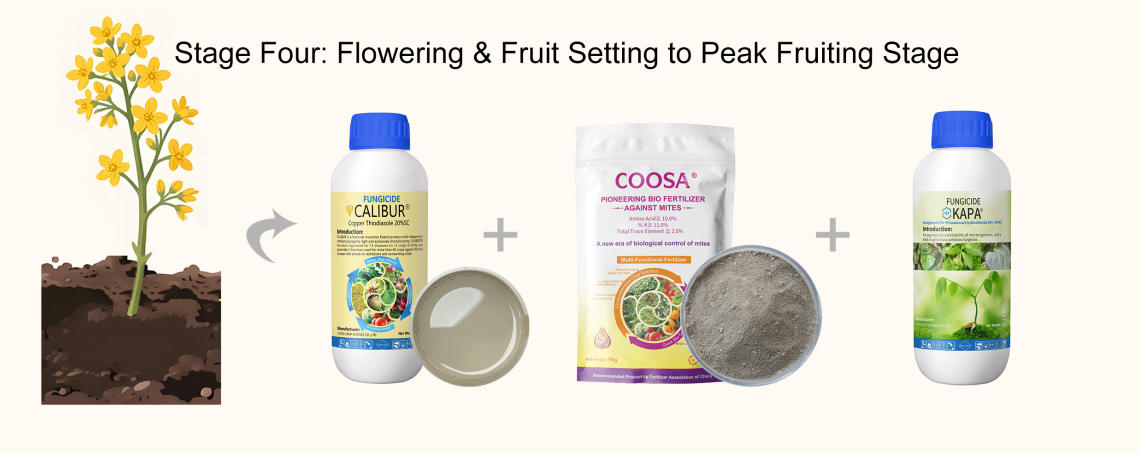 stage-four.jpg stage-four.jpg